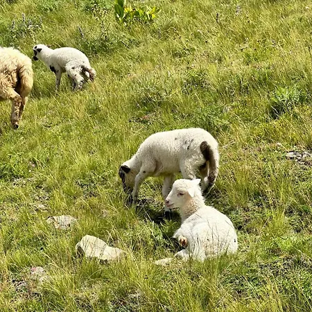 Auberge de jeunesse 90pods & C O Working Shkodër