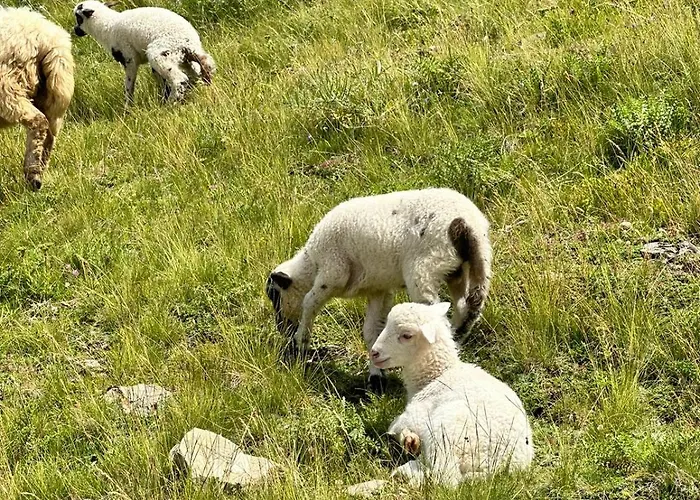 אכסניה 90pods & C O Working שקודר